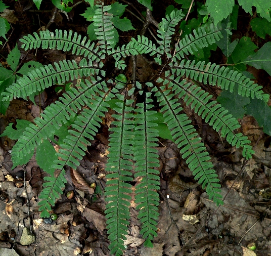 {Adiantum pedatum}